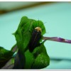 黃胸黑翅螢(Aquatica hydrophila)