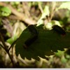 黃胸黑翅螢(Aquatica hydrophila)