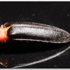 紅胸黑翅螢(Luciola kagiana)