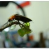 台灣山窗螢(Pyrocoelia praetexta)